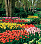 keukenhof