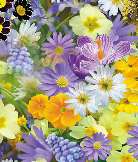 corso-fleuri