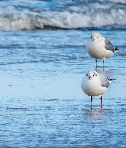 ostende